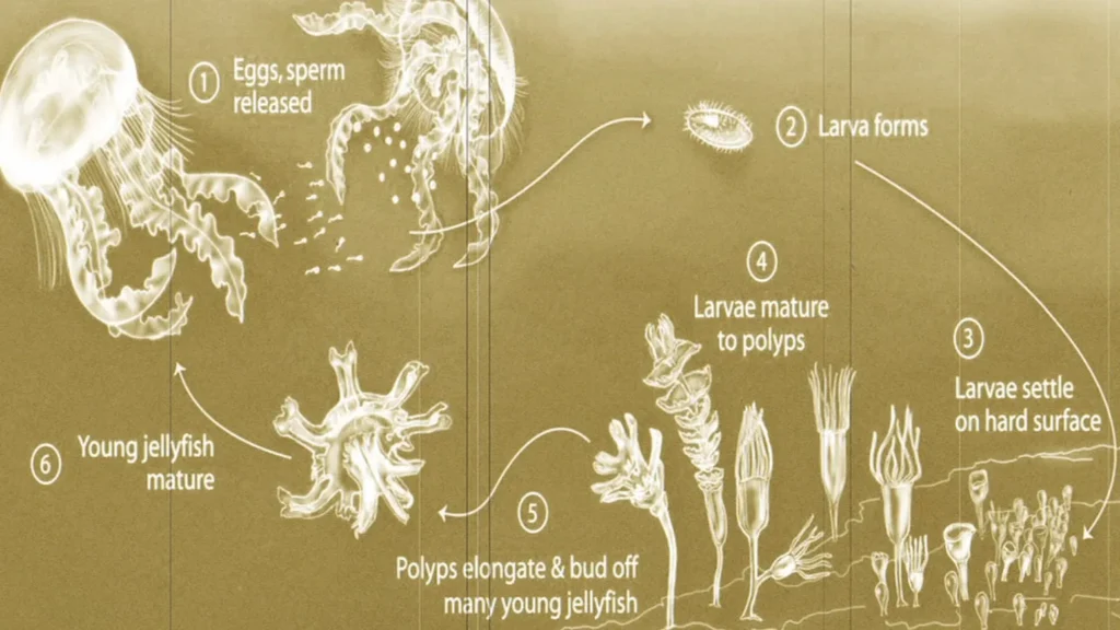 Immortal Jellyfish Life Cycle