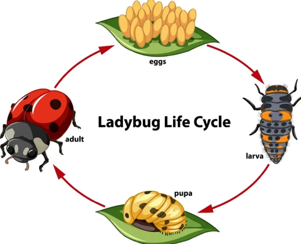 Lady Beetle Life Cycle