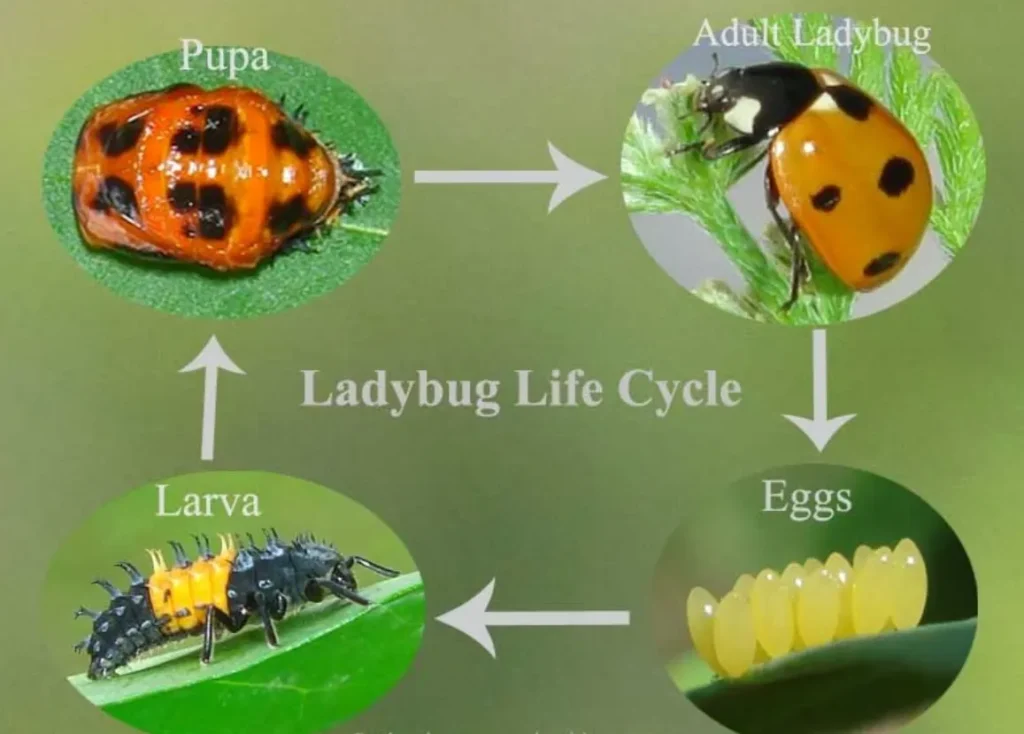 Lady Beetle Life Cycle