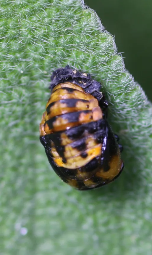 Lady Beetle Life Cycle Explained: Complete Guide to Growth, Survival, and Ecosystem Importance