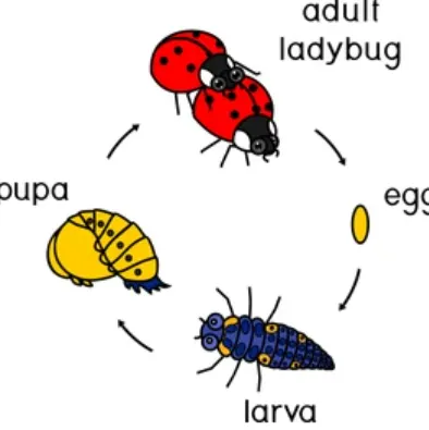Ladybeetle Life Cycle