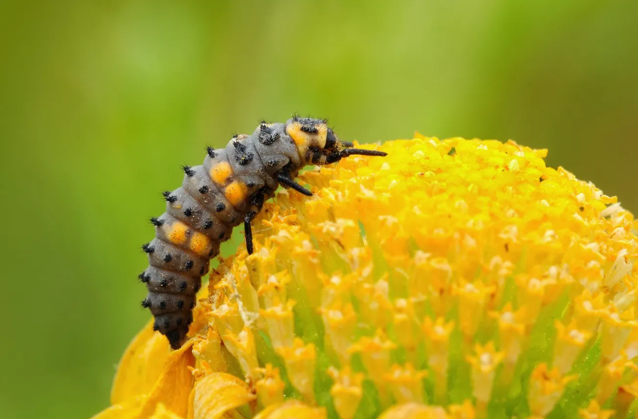 Complete Ladybeetle Life Cycle Guide: Stages, Behavior, Diet & Ecosystem Role Explained