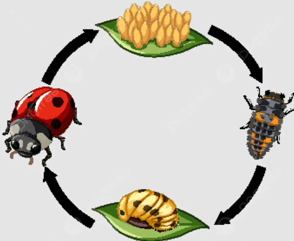 Ladybeetle Life Cycle