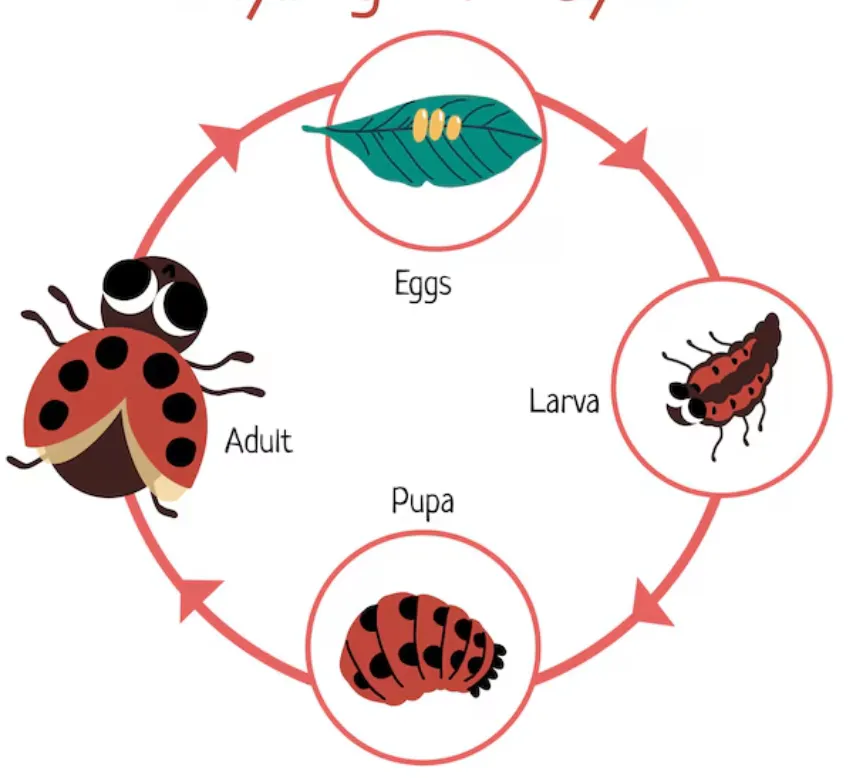 Ladybeetle Life Cycle
