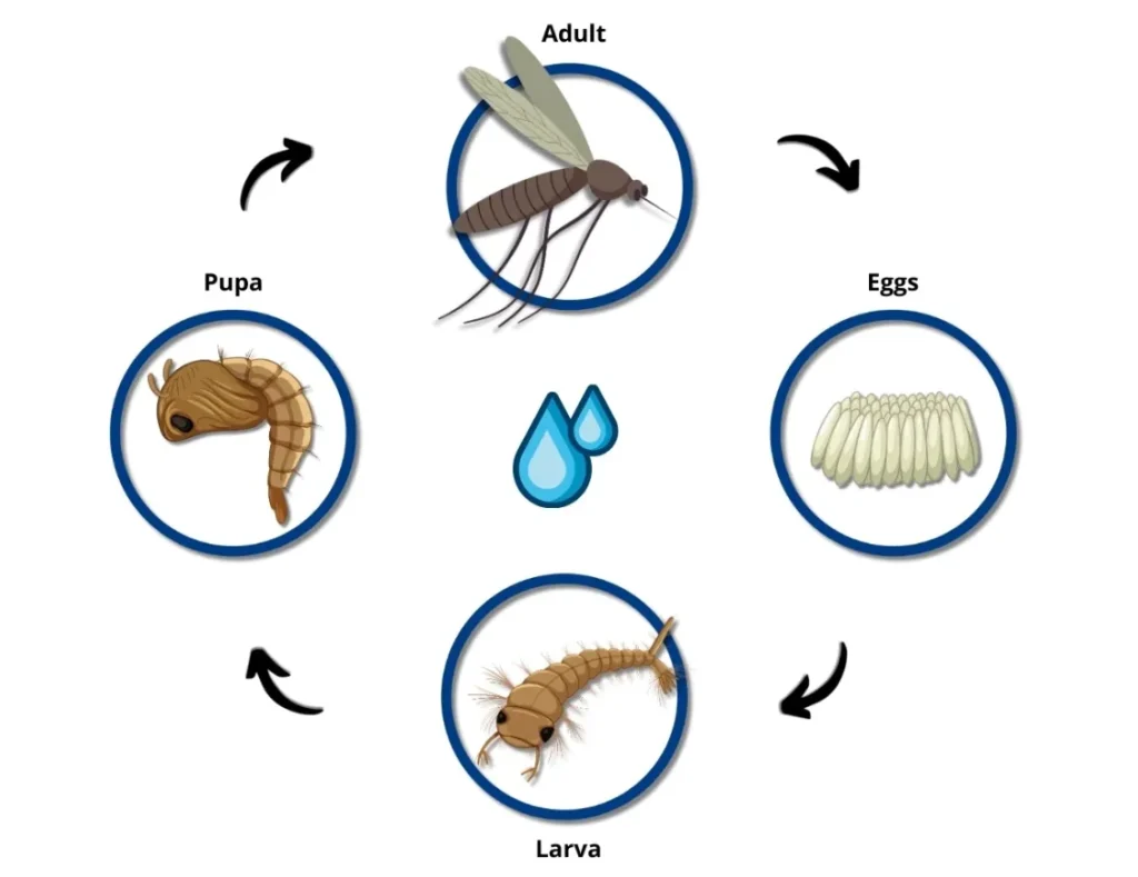 Life Cycle for Insects Complete Guide to Growth, Evolution, Survival & Ecological Importance
