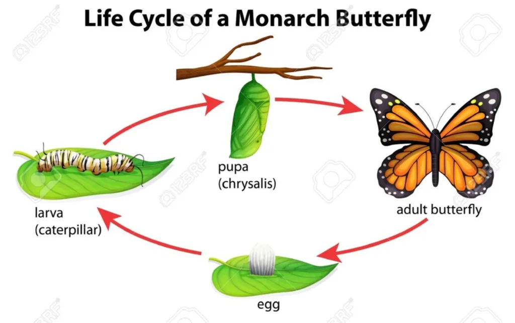 Life Cycle for Insects Complete Guide to Growth, Evolution, Survival & Ecological Importance
