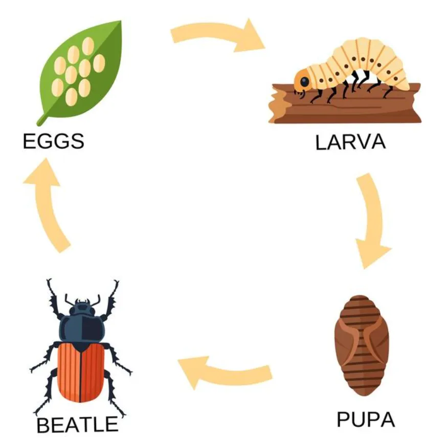 Life Cycle for Insects Complete Guide to Growth, Evolution, Survival & Ecological Importance