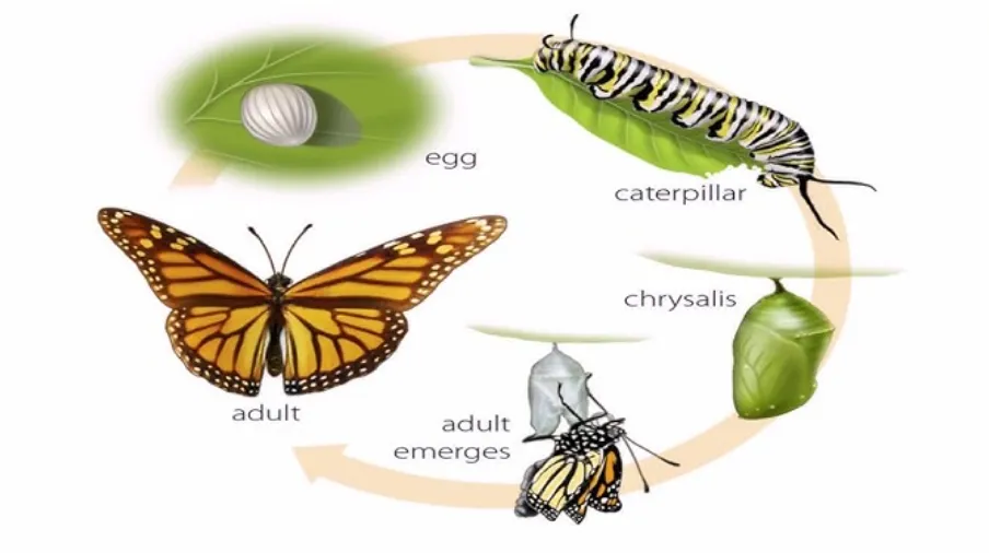 Life Cycle for Insects Complete Guide to Growth, Evolution, Survival & Ecological Importance
