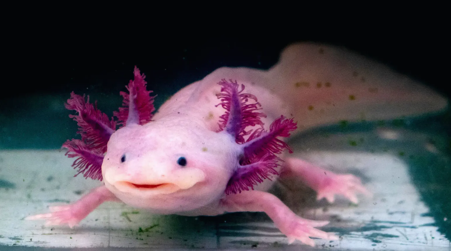 Life Cycle of Axolotls
