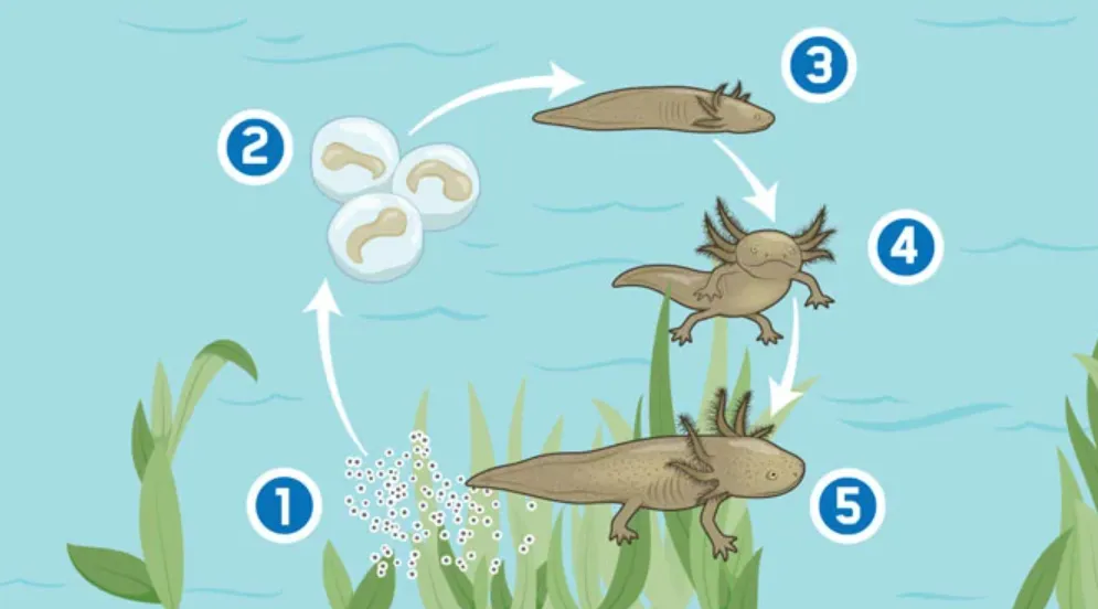 Life Cycle of Axolotls