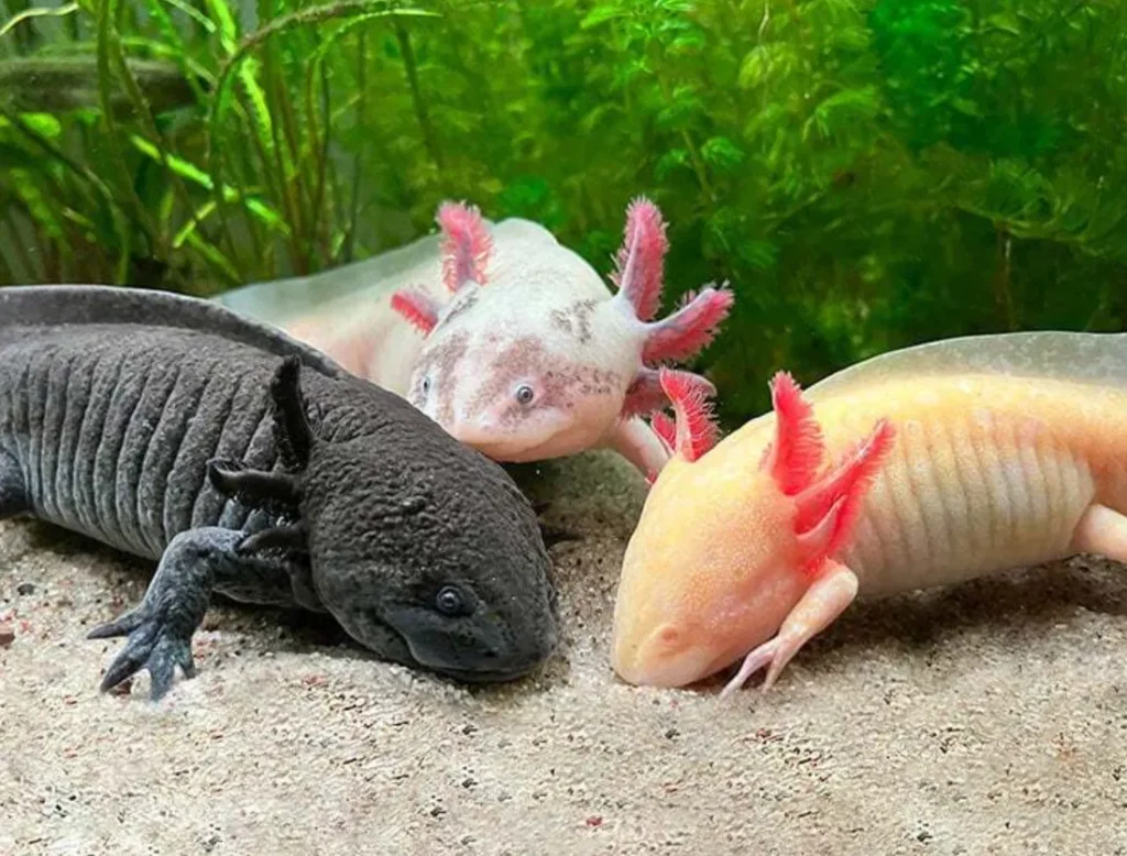 Life Cycle of Axolotls