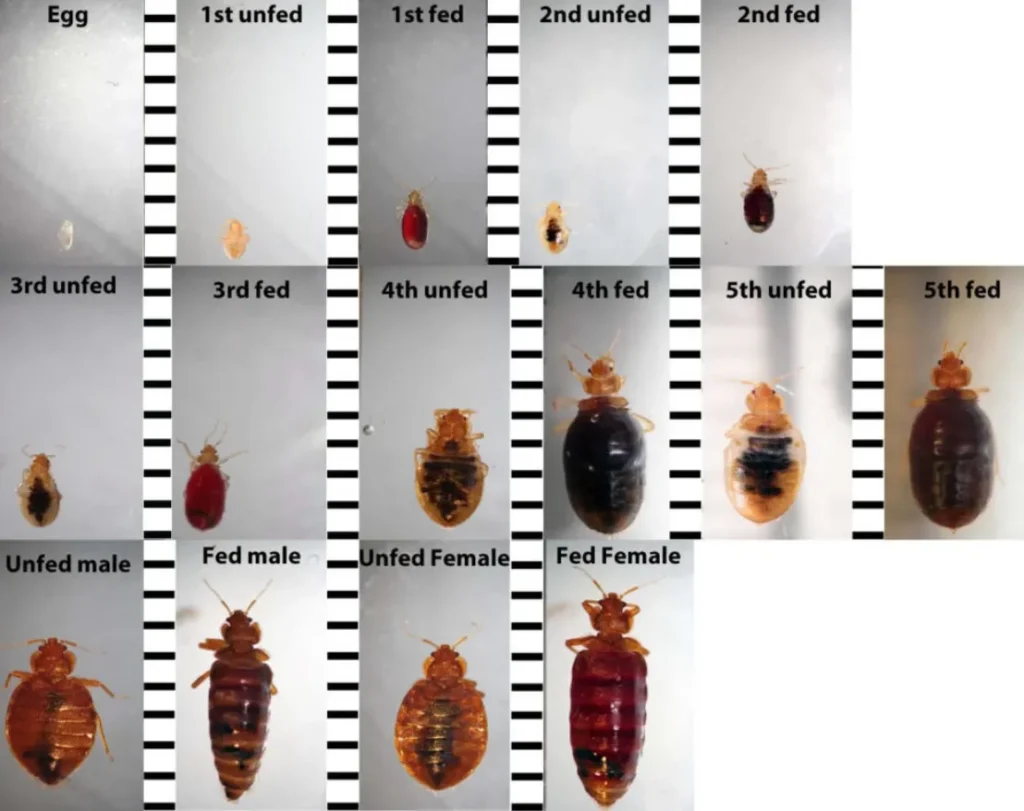 Life Cycle of Bed Bugs