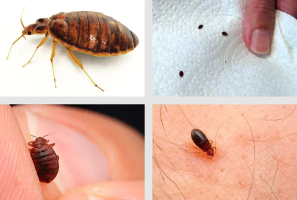 Life Cycle of Bed Bugs