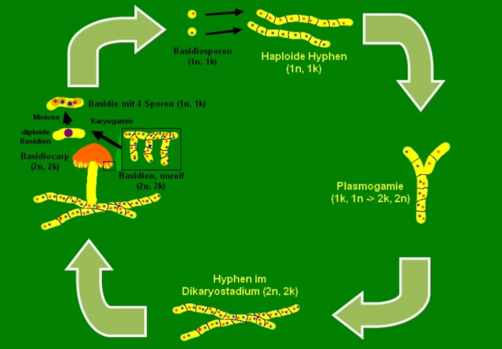 Life Cycle of Fungi