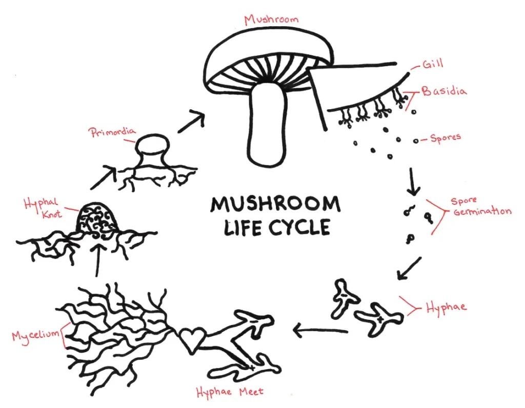 Life Cycle of Fungi