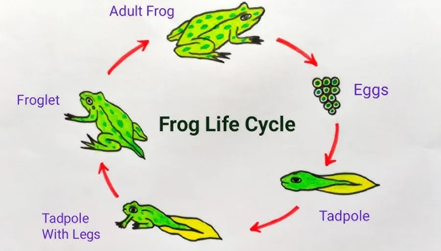 Life Cycle of a Frog: From Tadpole to Adult