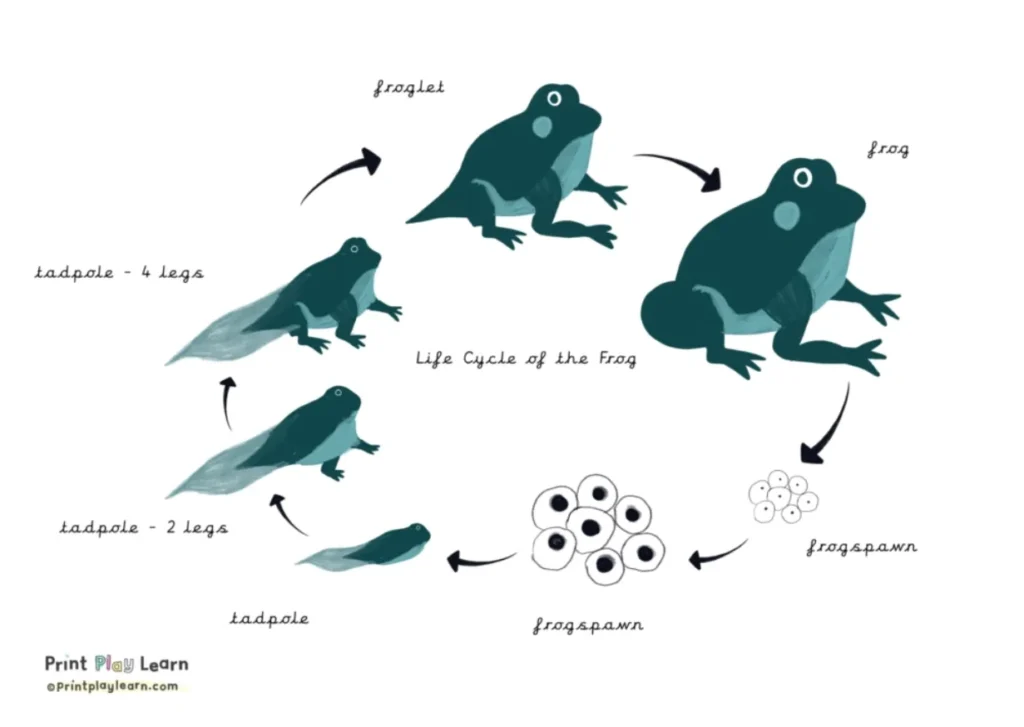 Life Cycle of a Frog