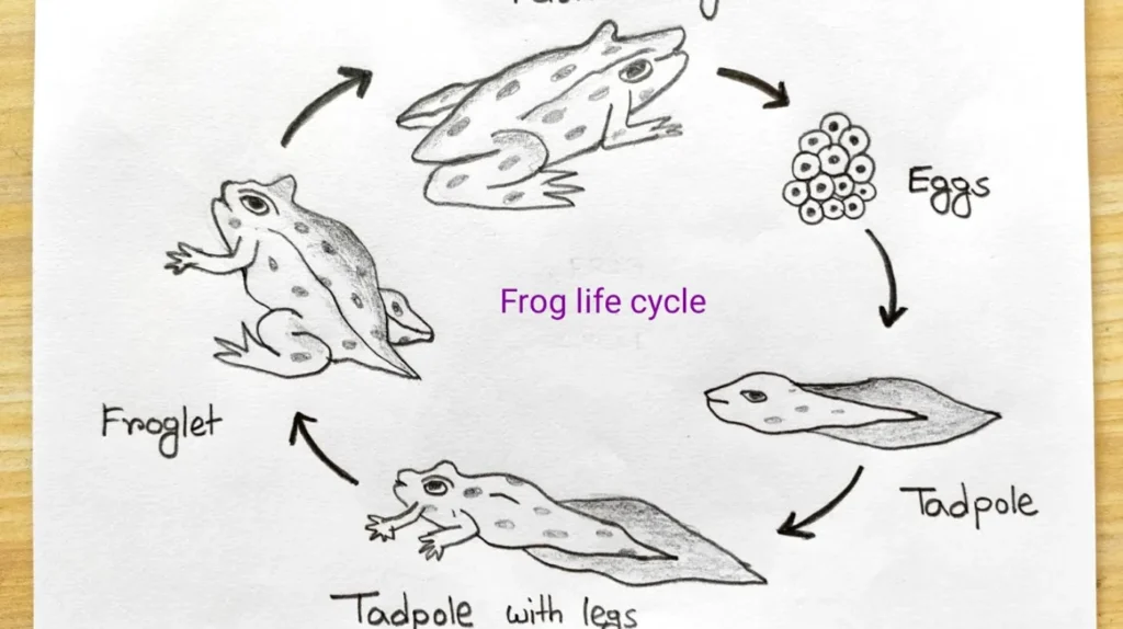 Life Cycle of a Frog
