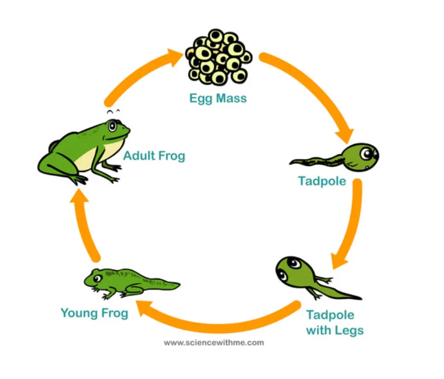 Life Cycle of a Frog
