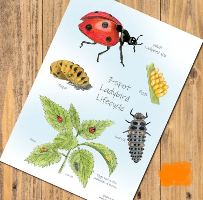 Life Cycle of a Ladybird