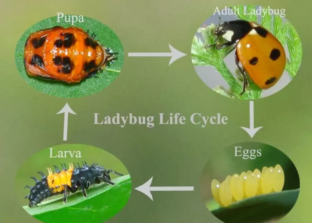 Life Cycle of a Ladybird