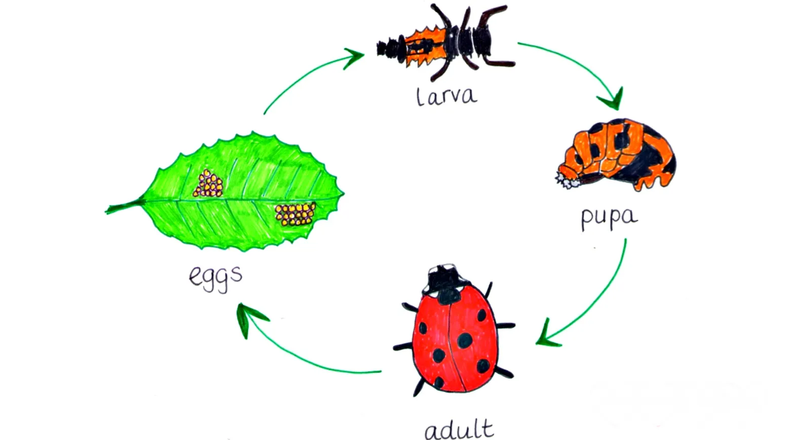 Life Cycle of a Ladybird