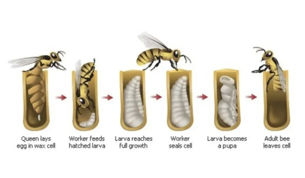 Life Cycle of the Honey Bee