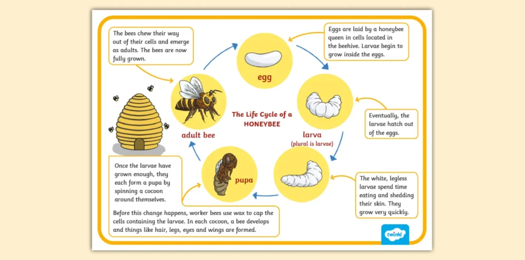 Life Cycle of the Honey Bee