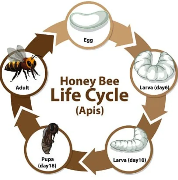 Life Cycle of the Honey Bee