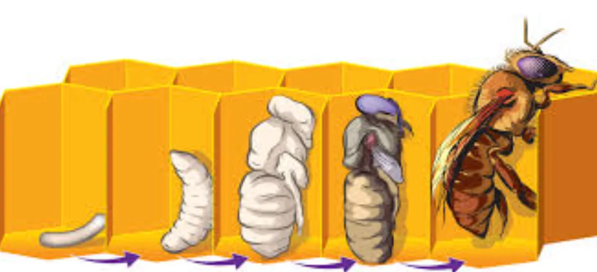 Life Cycle of the Honey Bee