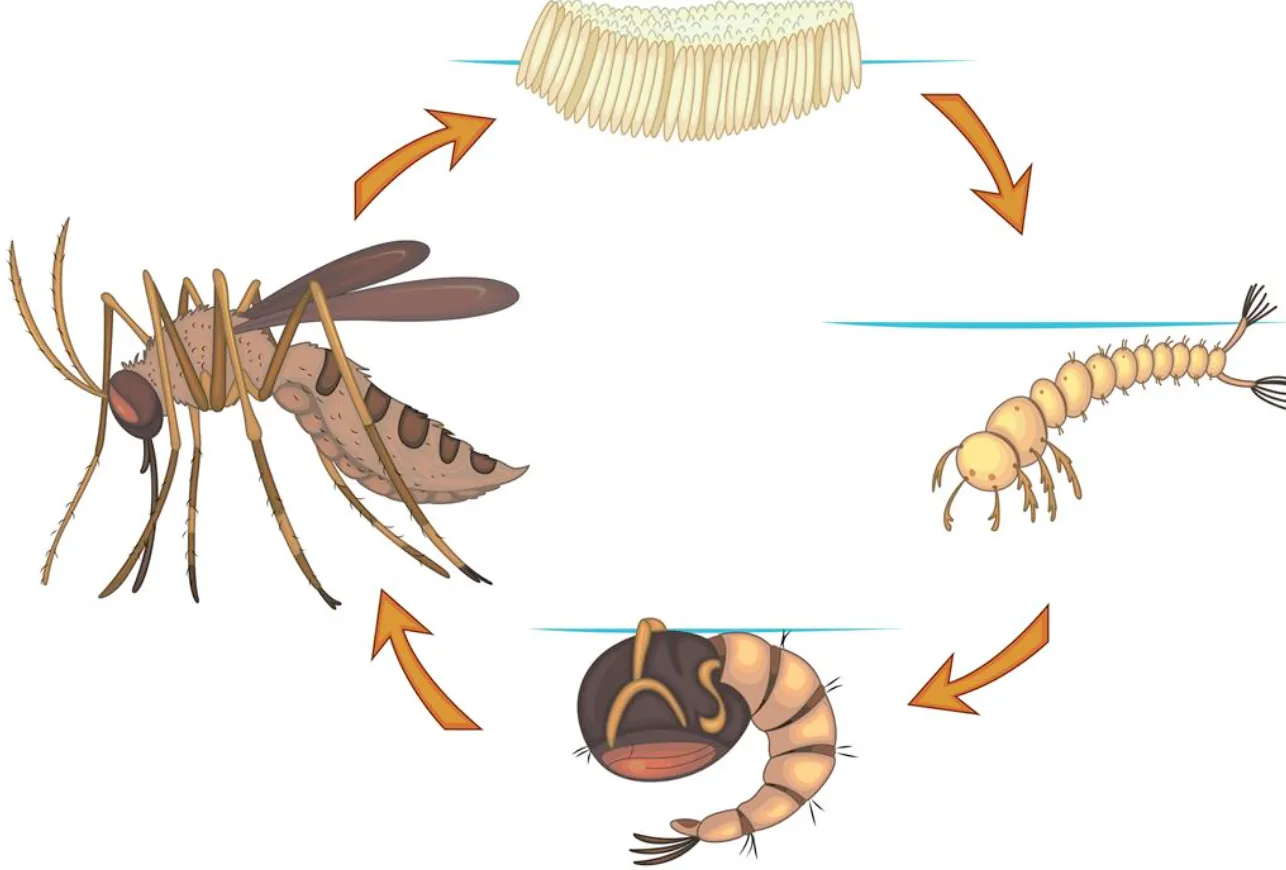 Mosquito Life Cycle Explained: Stages, Survival, Control & Ecosystem Impact