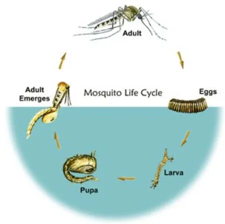 Mosquito Life Cycle Explained Stages, Survival, Control & Ecosystem Impact