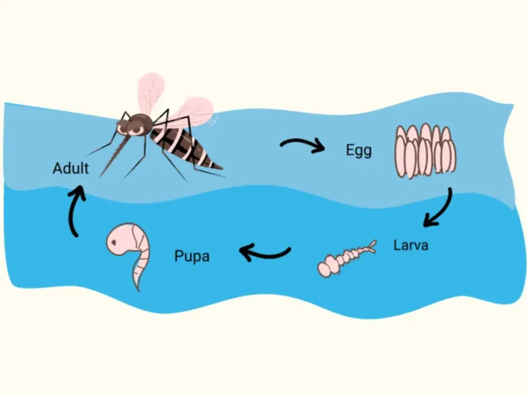 Mosquito Life Cycle Explained Stages, Survival, Control & Ecosystem Impact