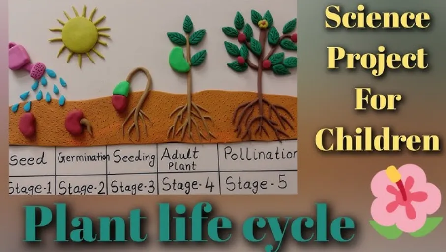The Complete Cycle of Life of a Plant From Seed to Survival