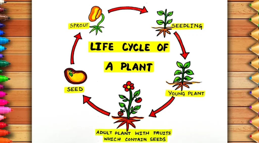 The Complete Cycle of Life of a Plant From Seed to Survival