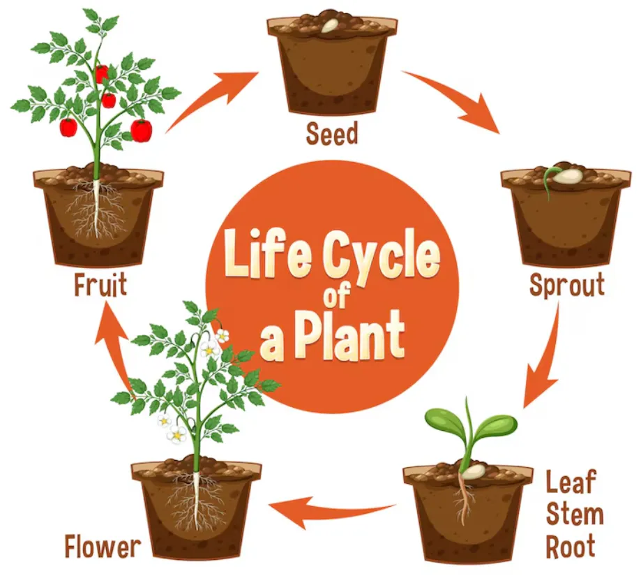 The Complete Cycle of Life of a Plant From Seed to Survival