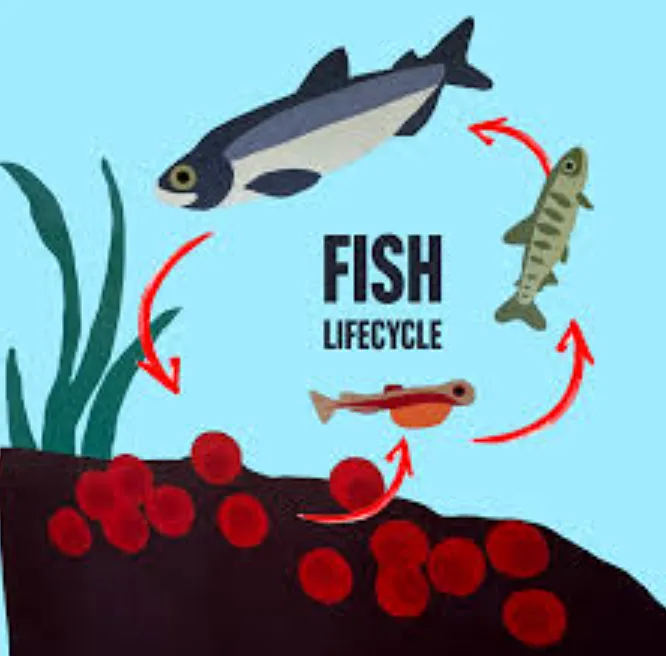 The Complete Fish Life Cycle Explained From Egg to Adult 