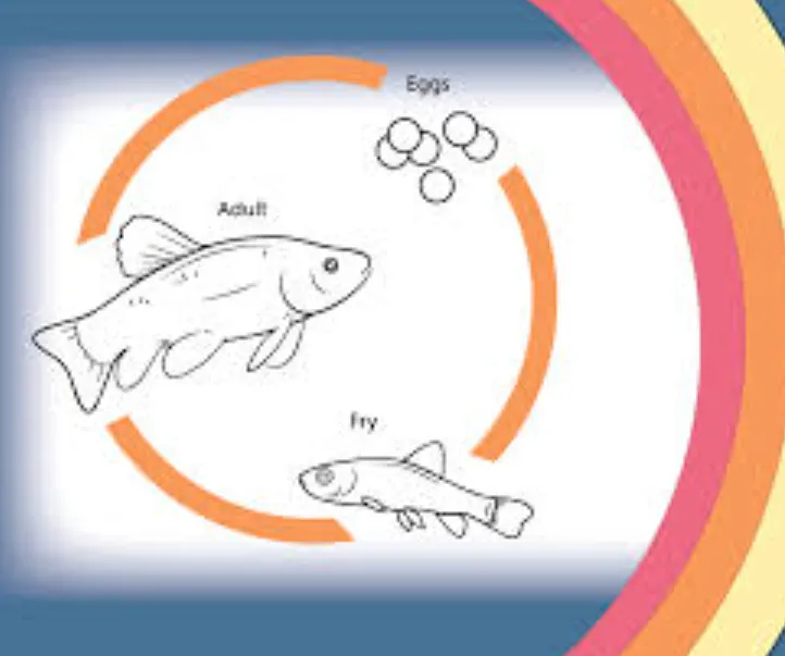 The Complete Fish Life Cycle Explained From Egg to Adult 