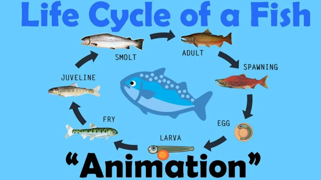 The Complete Fish Life Cycle Explained From Egg to Adult