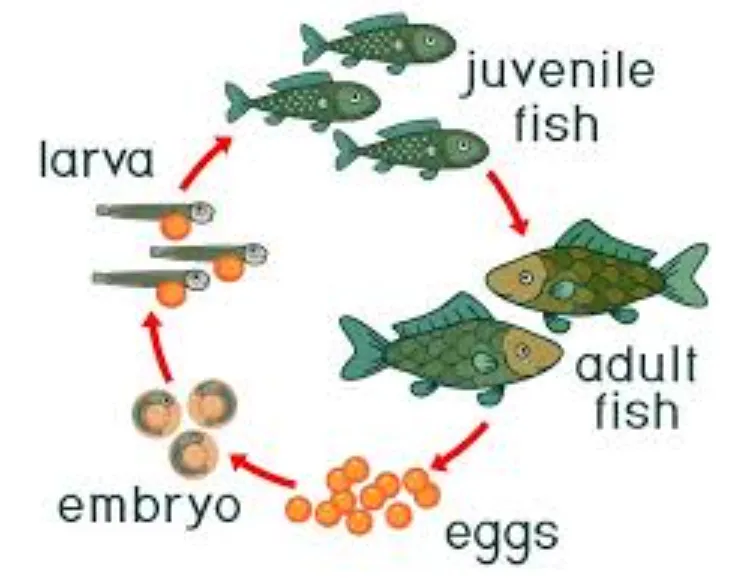 The Complete Fish Life Cycle Explained From Egg to Adult