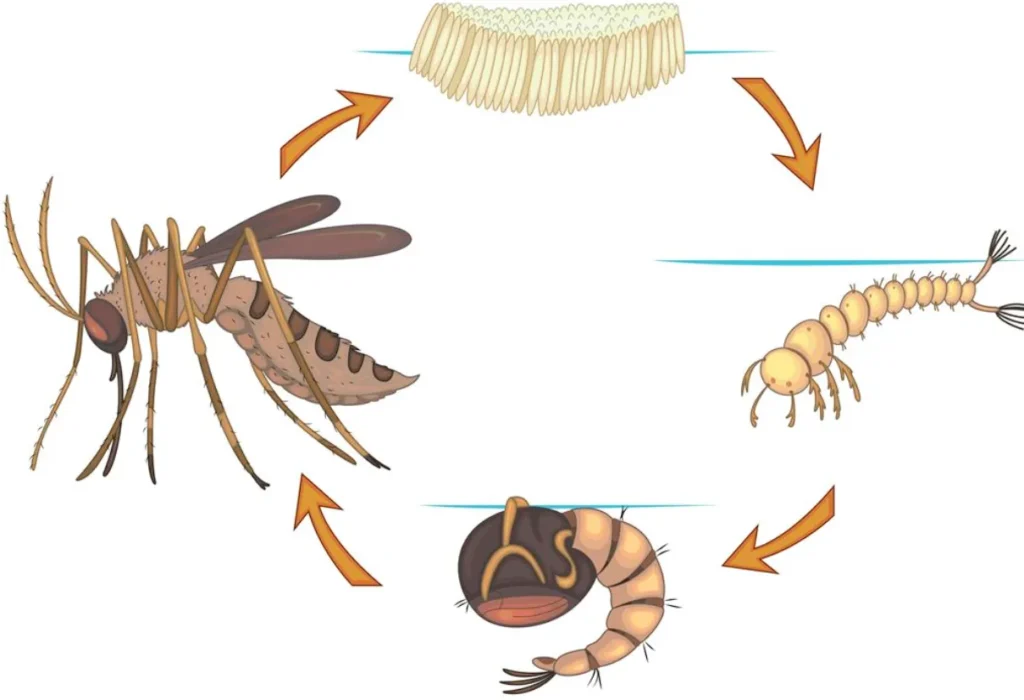 Cycle Life of Mosquito