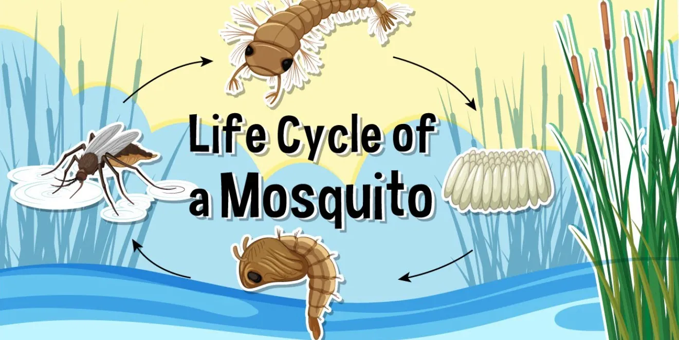 Cycle Life of Mosquito