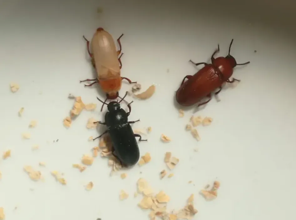 Darkling Beetle Life Cycle