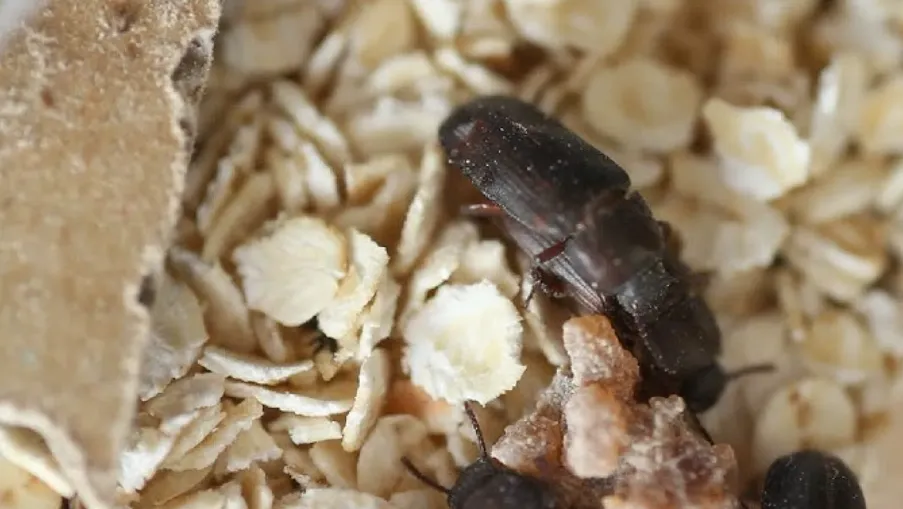 Darkling Beetle Life Cycle