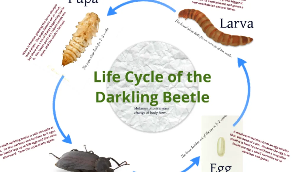 Darkling Beetle Life Cycle