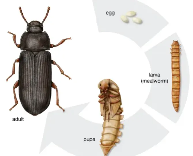 Darkling Beetle Life Cycle