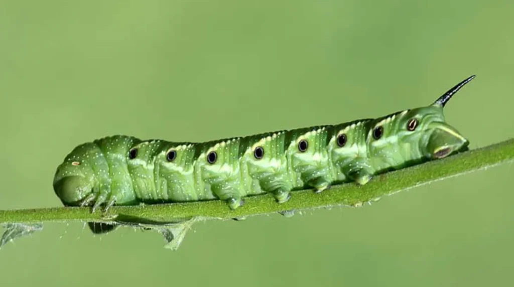 Hornworm Life Cycle