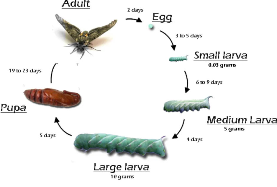 Hornworm Life Cycle
