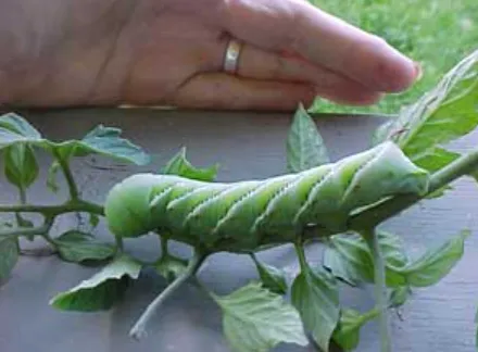 Hornworm Life Cycle: Complete Guide to Eggs, Caterpillars, Pupae, and Hornworm Moths