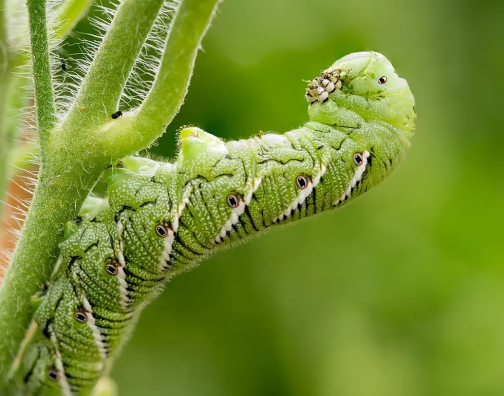 Hornworm Life Cycle